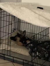 Een God slapend in een Omlet hondenkrat