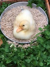 a small young duck sat in a bowl of food in a garden