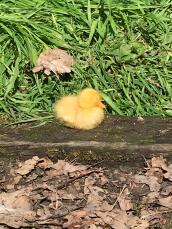 a small yellow duckling sat on a wooden plank in a garden