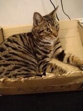 A cat sitting in a cardboard box.