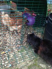 Absynthe rencontre ses nouveaux amis poulets pour la première fois!