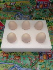 Spesielle bokser for sending av fruktbare egg