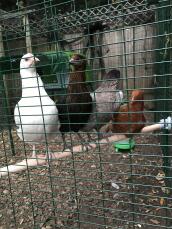 Chickens on Omlet Universal Chicken Perch