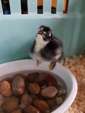 5 day old orpington chick
