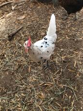 A white chicken with back specks in a mud garden