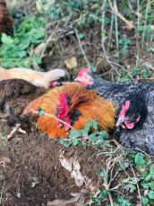 a group of orange, brown and black chickens in a dust bath in a garden