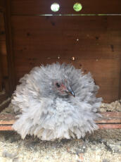 a fluffy grey hen sat in a chicken coop