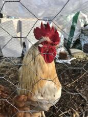 Chicken behind chicken wire