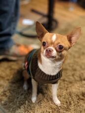 Chihuahua Dog sitting on rug