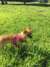 a small pale brown chihuahua on grass on a sunny day