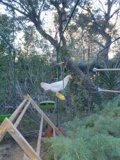 Een witte kip op een kippenschommel in een tuin