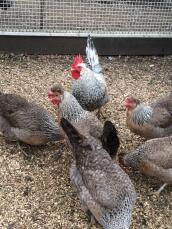 Six hens pecking on some corn