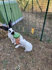 Groen Eglu konijnenhok en ren met konijnen die traktaties eten uit Caddi traktatie houder