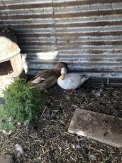 Un canard brun et un canard blanc se tenaient dans un jardin.