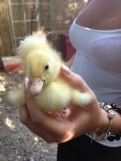 Holding a new duckling - they are super fluffy.