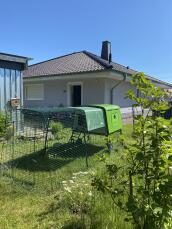 Een groen kippenhok met een ren van 3 meter in een zonnige tuin