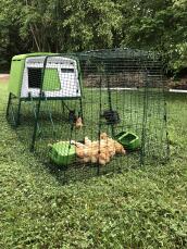 Un gran gallinero verde Eglu Cube con un corral adjunto y un montón de pollos marrones dentro