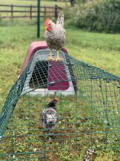 En kyckling som njuter av utsikten från taket på sin hage