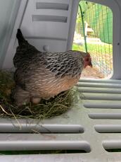 A chicken covering her eggs in her coop