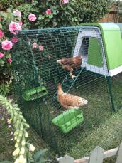 2 chickens roaming inside their new coop and run