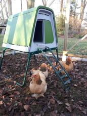 Some chickens roaming around their green coop
