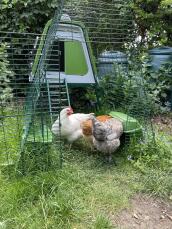 Chickens in the run of their coop