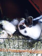 Bunny rabbit and chicks together in a hutch with straw