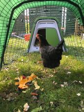 En kyckling som hackar mat i sin springa