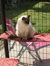 A Ragdoll cat on a red outdoor shelf