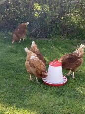 Daisy, Dixie, Martha and Lucy making use of their new feeder!