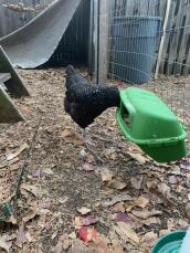 Kylling, der undersøger foderautomat