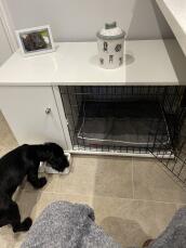 A dog drinking water next to his crate with wardrobe