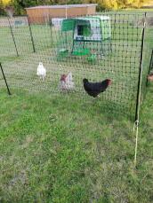 A chicken coop and three chickens in their fencing