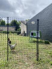Some chickens in their garden surrounded by fencing