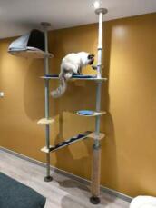 A cat on his indoor cat tree