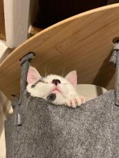 A cat resting in the hammock of his indoor cat tree
