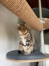 A cat sitting on the platform of his indoor cat tree