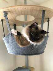 A cat looking out of his hammock by Rachel Stanbury
