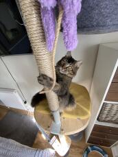 A cat using the scratcher of his indoor cat tree