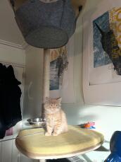 Hamish the orange kitten catching some winter sun on the shelf of his indoor cat tree