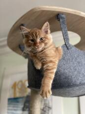 An orange kitten in the hammock of his indoor cat tree