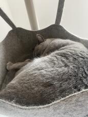 Een grijze kat die rustig slaapt in de hangmat van zijn binnenkattenboom