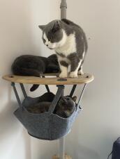 Drie katten delen de plank van hun binnenkattenboom