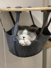 Een wit met grijze kat die een dutje doet in de hangmat van zijn binnenkattenboom