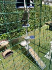 A cat on the shelf of his outdoor cat tree, installed in a catio