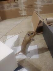 A small white gerbil stood on a table with toys around
