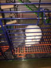 a black and a white gerbil in a cage