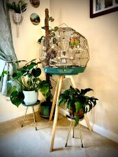 Agaporniden in hun groenblauw/Gold Geo kooi in een woonkamer, omringd door drie planten