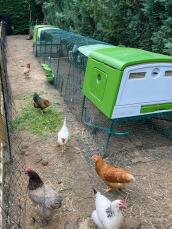 Kippen in hun buitenren met twee groene Eglu Cube grote kippenhokken en rennen