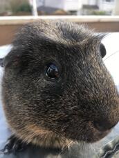 a dark coloured guinea pig close up photograph